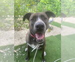 Small #10 Mountain Cur Mix