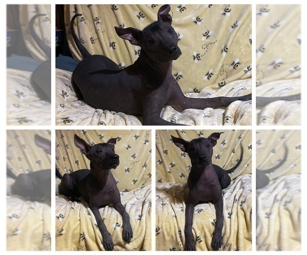 Medium Photo #1 Xoloitzcuintli (Mexican Hairless) Puppy For Sale in BRIDGEVILLE, CA, USA