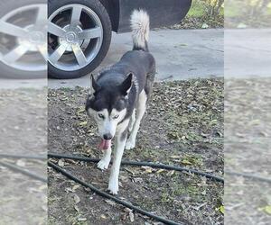 Siberian Husky-Unknown Mix Dogs for adoption in San Antonio, TX, USA