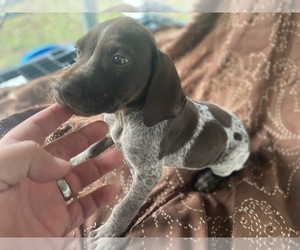 German Shorthaired Pointer Puppy for sale in CLAXTON, GA, USA