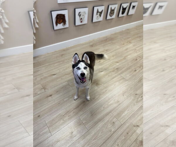 Medium Photo #2 - Mix Puppy For Sale in miami, FL, USA