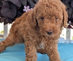 Small Photo #28 Poodle (Toy) Puppy For Sale in GOSHEN, IN, USA