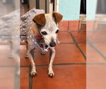 Small #4 Chiweenie