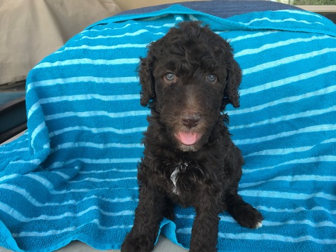 Medium Photo #1 Poodle (Standard) Puppy For Sale in SAINT GEORGE, UT, USA