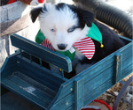 Small Photo #7 Miniature Australian Shepherd Puppy For Sale in WITTMANN, AZ, USA