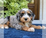Small #1 Bernedoodle (Miniature)