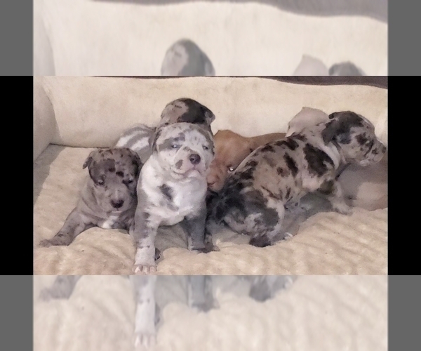 Medium Photo #2 American Bully Puppy For Sale in WEST MILTON, OH, USA
