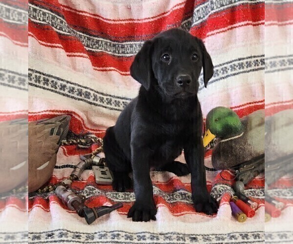 Medium Photo #96 Labrador Retriever Puppy For Sale in MERIDEN, KS, USA