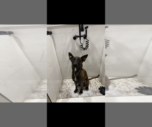- Mix Dogs for adoption in Imlay City, MI, USA