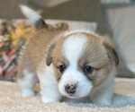 Small #2 Pembroke Welsh Corgi