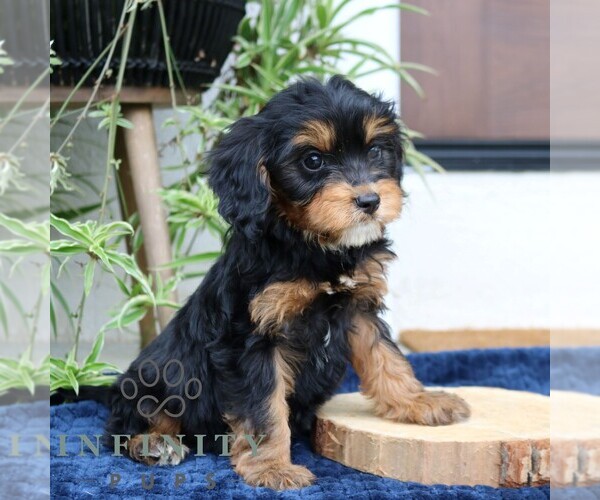 Medium Photo #3 Cavalier King Charles Spaniel-Goldendoodle Mix Puppy For Sale in NARVON, PA, USA