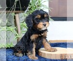 Small #2 Cavalier King Charles Spaniel-Goldendoodle Mix