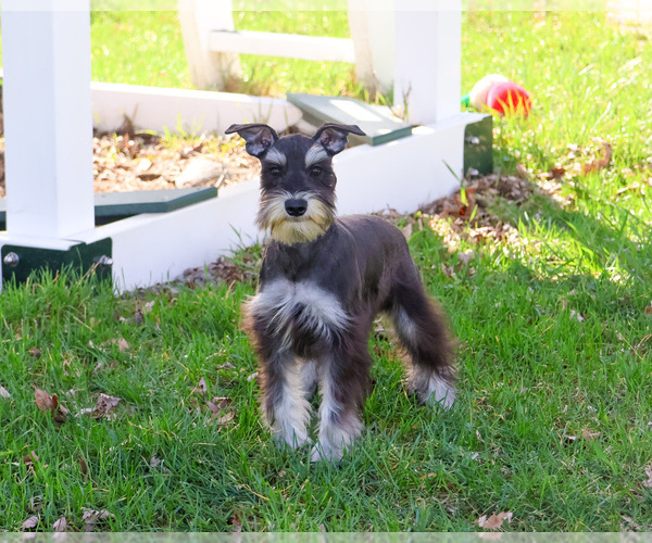 Medium Photo #4 Schnauzer (Miniature) Puppy For Sale in SYRACUSE, IN, USA
