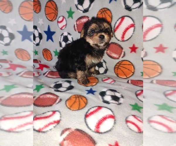 Medium Photo #6 Morkie Puppy For Sale in LAPEER, MI, USA