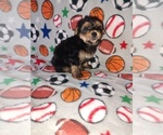 Small Photo #18 Morkie Puppy For Sale in LAPEER, MI, USA