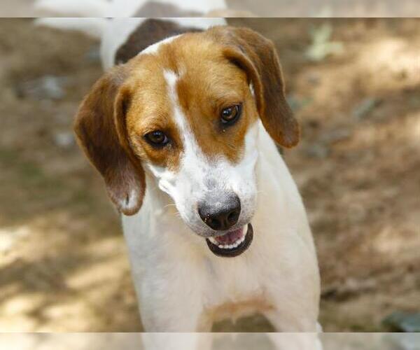 Medium Photo #2 Treeing Walker Coonhound-Unknown Mix Puppy For Sale in Tallahassee, FL, USA