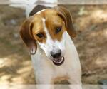 Small #1 Treeing Walker Coonhound Mix