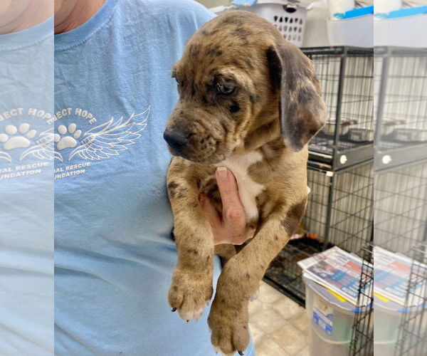Medium Photo #2 Catahoula Leopard Dog-Labrador Retriever Mix Puppy For Sale in GILBERTS, IL, USA