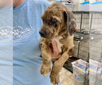 Small #1 Catahoula Leopard Dog-Labrador Retriever Mix