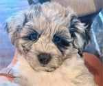Puppy Lefty Bear Aussiedoodle-Goldendoodle Mix