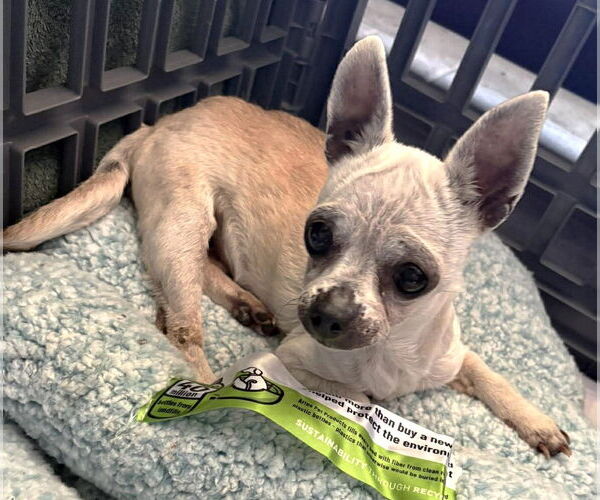 Medium Photo #6 Chihuahua Puppy For Sale in Boonton, NJ, USA