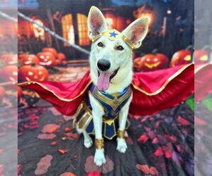 Siberian Husky Dogs for adoption in Long Beach, CA, USA