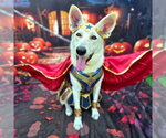 BELLE STAR - Female Siberian Husky Dog for Adoption - Small photo
