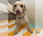 Small #3 Poodle (Miniature)