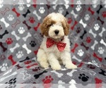 Small Cockapoo (Miniature)