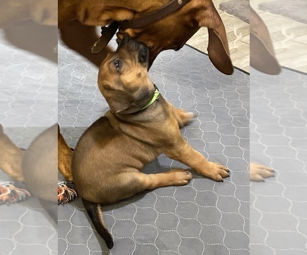 Medium Photo #8 Rhodesian Ridgeback Puppy For Sale in KELLER, TX, USA