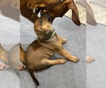 Small Photo #8 Rhodesian Ridgeback Puppy For Sale in KELLER, TX, USA