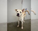 Small Labrador Retriever Mix