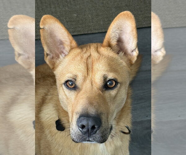 Medium Photo #1 Mutt Puppy For Sale in Menifee, CA, USA