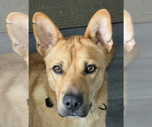 Mutt Dogs for adoption in Menifee, CA, USA