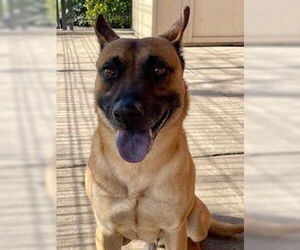 HENDRICK - Male Mutt Dog for Adoption - Photo #2