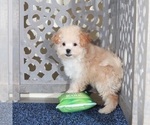 Small #2 Poochon