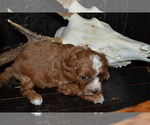 Small #3 Cavapoo