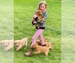 Small Photo #8 Golden Retriever Puppy For Sale in WOODSTOCK, CT, USA