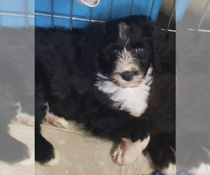 Bernedoodle Puppy for sale in VENETA, OR, USA