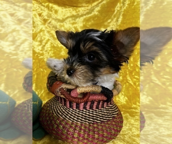 Medium Photo #5 Biewer Terrier Puppy For Sale in RNCHO CORDOVA, CA, USA