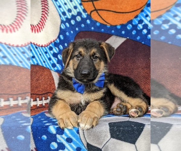 Medium Photo #6 German Shepherd Dog Puppy For Sale in COCHRANVILLE, PA, USA