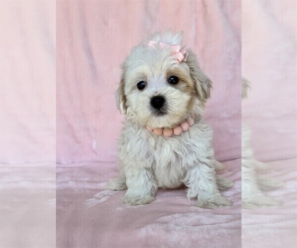 Medium Photo #21 Poodle (Toy) Puppy For Sale in MIAMI, FL, USA