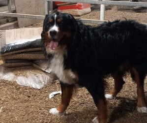 Father of the Bernese Mountain Dog puppies born on 04/20/2022