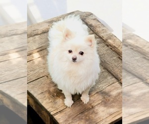 Mother of the Pomeranian puppies born on 03/05/2025