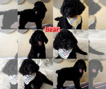 Image preview for Ad Listing. Nickname: Bear