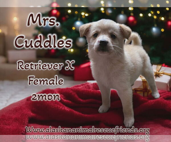 Medium Photo #1 Retriever -Unknown Mix Puppy For Sale in Anchorage, AK, USA