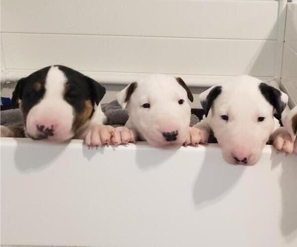 Medium Photo #1 Bull Terrier Puppy For Sale in GREENVILLE, NC, USA