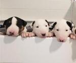 Small Photo #1 Bull Terrier Puppy For Sale in GREENVILLE, NC, USA