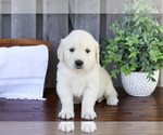 Puppy Fina English Cream Golden Retriever