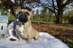 Small Photo #3 French Bulldog Puppy For Sale in HONEY BROOK, PA, USA